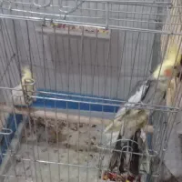 عروس علندی|پرنده|آبدانان, |دیوار