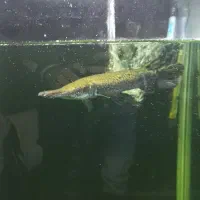 ماهی گار،الیگیتور،+۳۰