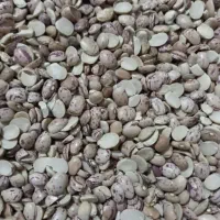 لوبیا چیتی شکسته