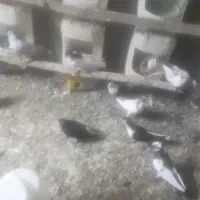 24عددکفتر رنگی ودورگ