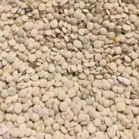 عدس محلی تازه