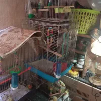 کوتوله و عروس وقفس|پرنده|قم, نیروگاه|دیوار