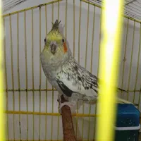 فروش پرنده|پرنده|تربت‌حیدریه, قائم|دیوار