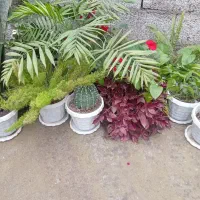 انواع گل|گل و گیاه طبیعی|رشت, بیجارپس|دیوار