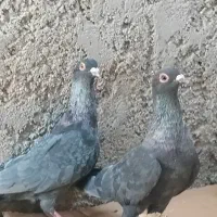 کبوتر موشی|پرنده|خورموج, |دیوار