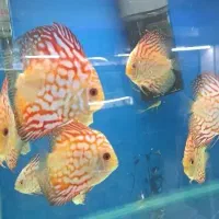 گوپی دیسکس فلاور آنجل آکواریوم گیاهخوار گوشتخوار