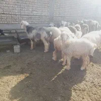 ۱۴ بره ریز چاق خوب تخت