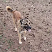 سگ گله و نگهبانی