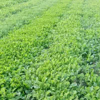 فروش باقله خشک