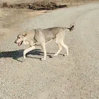 سگ عراقی ماده