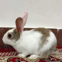 خرگوش