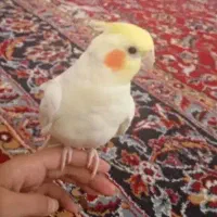 جفت عروس هلندی مولد ماده دستی رام معاوضه کبوتر فنچ|پرنده|تهران, زمزم|دیوار