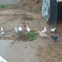 کبوتر پرش بالا