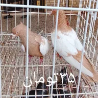دم سفید|پرنده|اهواز, فرهنگ شهر|دیوار