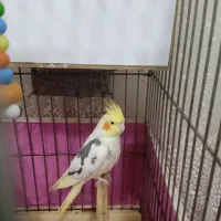 عروس هلندی ماده|پرنده|الوند, |دیوار