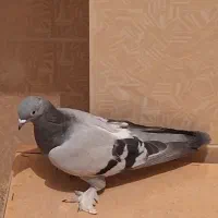 سبز هل پاپر درجه یک|پرنده|مرودشت, ابوذر جنوبی|دیوار