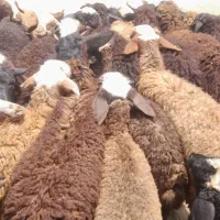 سنگسر و افشاری و مغان زنده