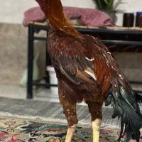 لاری|حیوانات مزرعه|گرگان, |دیوار