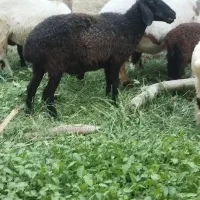 چندتا گوسفند دوقلو زا با یه عدد بره نر