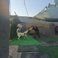 مربی سگ آموزش سگ|سگ|شیراز, میانرود|دیوار