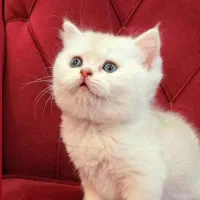 کوچولوهای شیراز کت