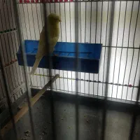 قناری ماده کاکولی|پرنده|شاهینشهر, شهرک ردانی پور|دیوار