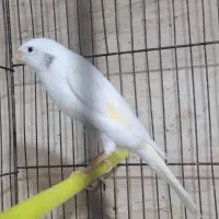 قناری رسمی بلند