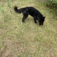 ژرمن بلک نر ( واگذاری)|سگ|لاهیجان, بازکیاگوراب|دیوار