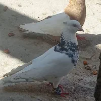 کبوتر رنگی|پرنده|گتوند, |دیوار