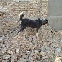 سگ پژدر عراقی