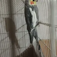 یک جفت عروس هلندی مولد|پرنده|شهریار, کهنز|دیوار