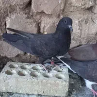 کبوتر|پرنده|نجف‌آباد, یزدانشهر|دیوار