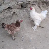 مرغ خروس برهما قشنگ|حیوانات مزرعه|سراوان, |دیوار