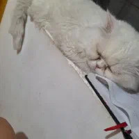 گربه پرشین سوپرفلت نر