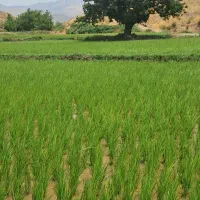 شاگرد چوپان و کمک چوپان