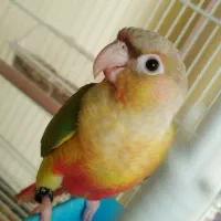 جفت گیرینچک|پرنده|شهریار, شهریار|دیوار