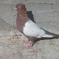کبوتر سینه ای سرخ کاکل
