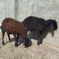 بره نرو ماده