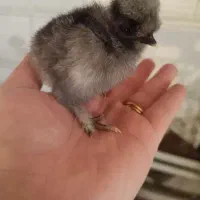 بیست عدد جوجه زیرمرغی