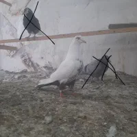 دم خرمایی ،سرور زرد، هما