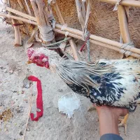 مرغ فروشی فوری ۴ عدد|حیوانات مزرعه|سراوان, |دیوار