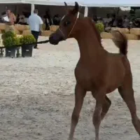 خرید و فروش تخصصی اسب عرب|اسب و تجهیزات اسب‌سواری|اراک, |دیوار