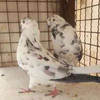 چندجفت کبوترخوب برای جفت کردن هم خال وهم پرش|پرنده|تهران, خلازیر|دیوار