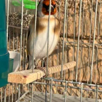 سهره متولد قفس