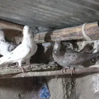 کبوتر تهرانی|پرنده|آبگرم, |دیوار