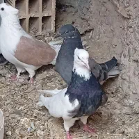 سه عدد کبوتر ویک ماه طوقی|پرنده|دهاقان, |دیوار