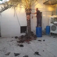 بریدن نخل قطع نخل حرس نخل سمپاشی در آوردن ریش نخل|خدمات باغبانی و درختکاری|اهواز, نادری|دیوار