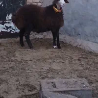 بره قوچ های هترو و همو|حیوانات مزرعه|اسفراین, |دیوار