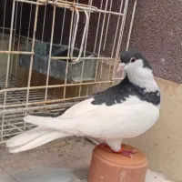 چپ سیاه|پرنده|مشهد, امیریه|دیوار