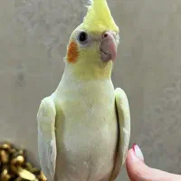 عروس هلندی لوتینو و گل باقالی و سیامون